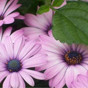 Meet your Posher, Maryanne